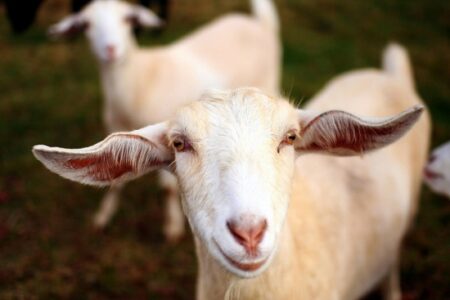 Homeless Goats in the City Image